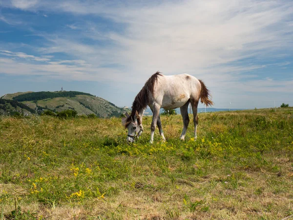 Wypas Koni Łące Pavlov Hills Góra Stolova Devin Wakacje Czechach — Zdjęcie stockowe