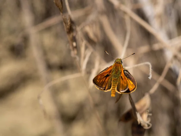 Large Skipper Male Ochlodes Sylvanus Butterfly Sitting Dry Plant — Stock Photo, Image