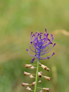 Tazsel üzümlü sümbül (Muscari tenuiflorum, Leopoldia tenuiflora) çiçekleri yazın çiçek açar.