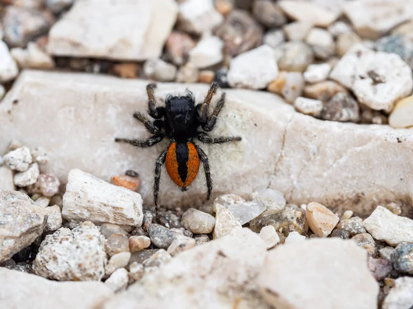 Philaeus Crisopos Macho Saltando Aranha Cor Vermelha Preta — Fotografia de Stock