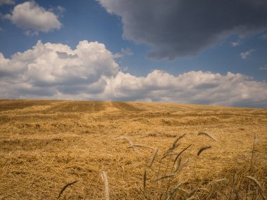 Buğday hasadından sonra sakal tarlası Güzel yaz gökyüzü altında beyaz bulutlarla 