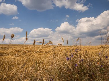 Buğday hasadından sonra sakal tarlası Güzel yaz gökyüzü altında beyaz bulutlarla 