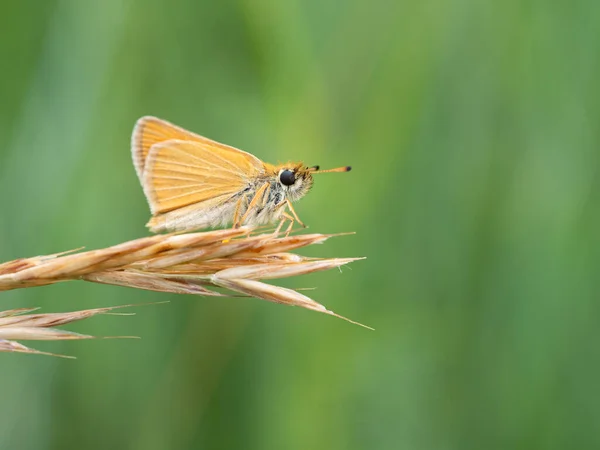 Essex Skipper Thymelicus Lineola Çayırdaki Çimlerde Kelebek Yaz Güneşli Günü — Stok fotoğraf