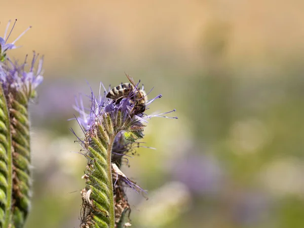 蜜蜂从百合 Phacelia Tanacetifolia 蓝花中采集花粉和蜂蜜 — 图库照片