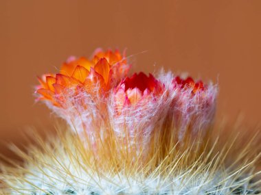 Kaktüs çiçeği, turuncu renkli çiçekler, çiçek açan dikenli bitkinin yakın çekimi.