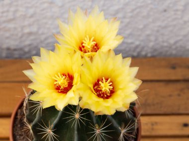 Kaktüs çiçeği, sarı ve kırmızı renkli çiçekler, çiçek açan dikenli bitkinin yakın çekimi.