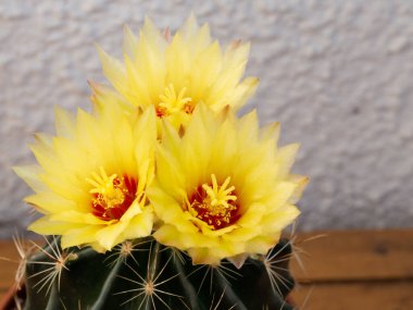 Kaktüs çiçeği, sarı ve kırmızı renkli çiçekler, çiçek açan dikenli bitkinin yakın çekimi.