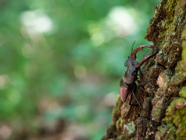 Fenséges Hím Szarvasbogár Lucanus Cervus Nagy Rovar Öreg Fatörzsön — Stock Fotó