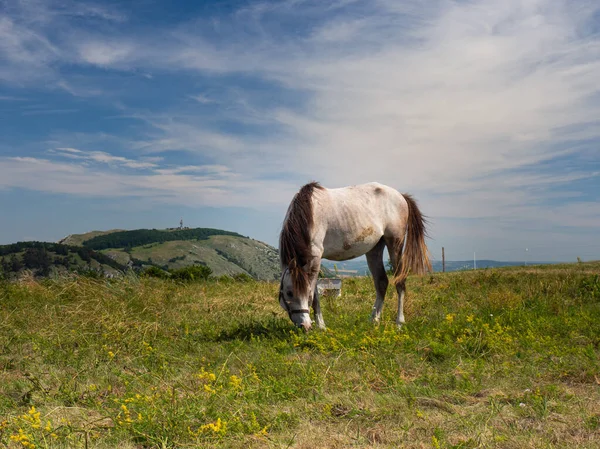 Wypas Koni Łące Pavlov Hills Góra Stolova Devin Wakacje Czechach — Zdjęcie stockowe