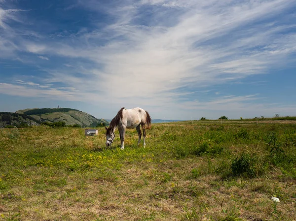 在帕夫洛夫山 斯托洛瓦山和德温的草地上放牧 捷克共和国的暑假 — 图库照片