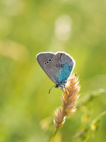 Gros Plan Papillon Vert Dessous Bleu Glaucopsyche Alexis Bel Insecte — Photo