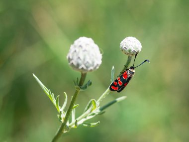 Yazın yeşil bitkinin üzerinde oturan kırmızı ve siyah kelebek (Zygaena carniolica)