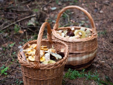 Sonbahar ormanlarında yerde yatan yenilebilir mantarlarla dolu sepetler.