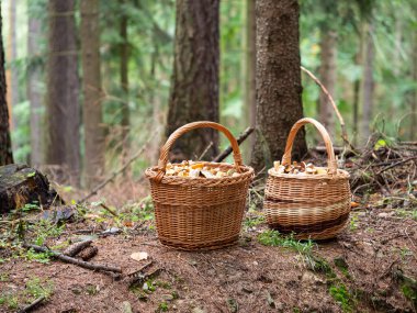 Sonbahar ormanlarında yerde yatan yenilebilir mantarlarla dolu sepetler.