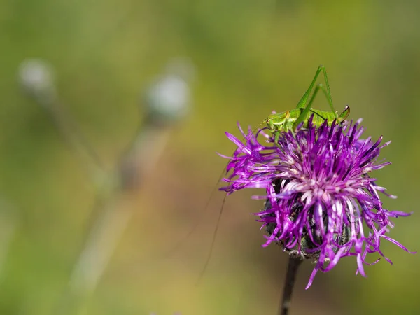 Leptophyes Albovittata Saltamontes Sentados Flor Púrpura Mayor Ambrosía Centaurea Scabiosa — Foto de Stock