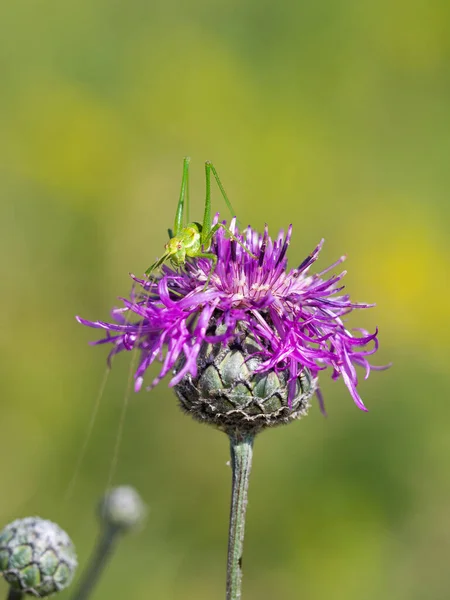 长在紫色的大杂草花丛中的七叶树草鱼 Centaurea Scabiosa — 图库照片