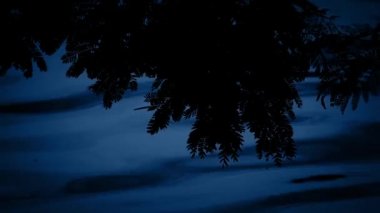 Bitkiler gece su tarafından