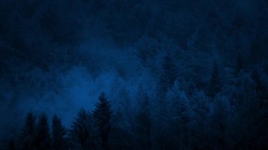 Misty Woods geceleri