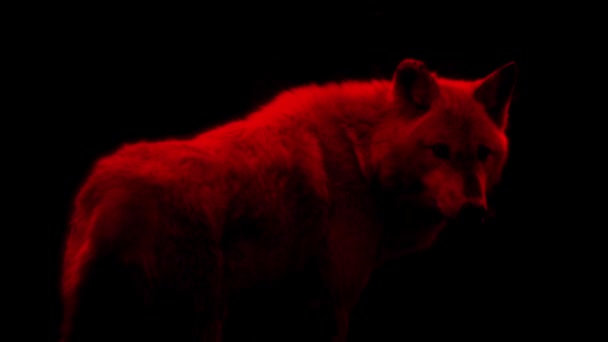 Sangue Lobo Vermelho Abstrato — Vídeo de Stock