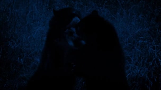 Björnar striderna i vildmarken på natten — Stockvideo