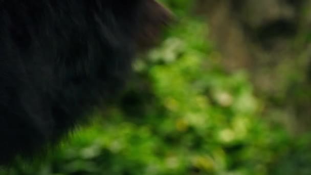 Medvěd, zobrazeno stresu - týrání zvířat — Stock video