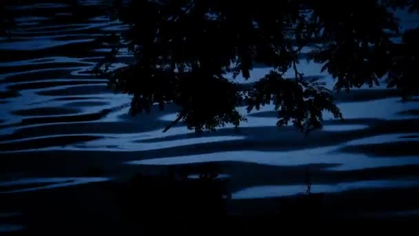 Les plantes se reflètent dans le lac la nuit 