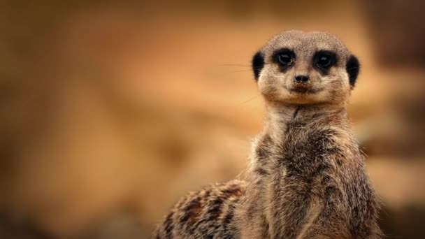 Meerkat Mirando Alrededor Primer plano — Vídeos de Stock