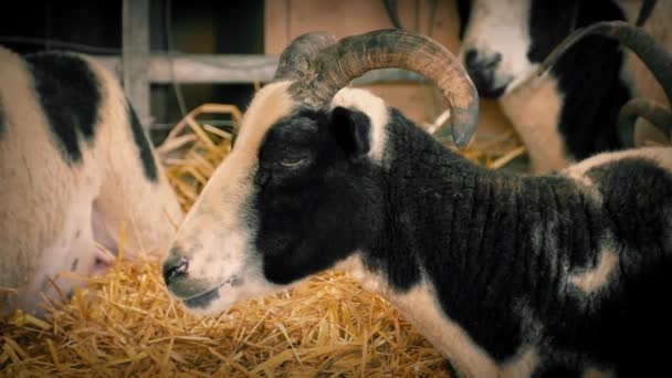 Kozí žvýkání sena ve stodole — Stock video