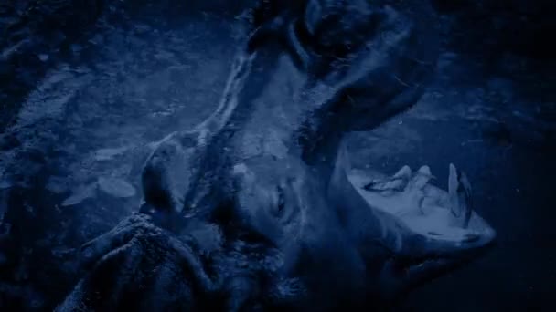 Hippo ruge e submerge à noite — Vídeo de Stock