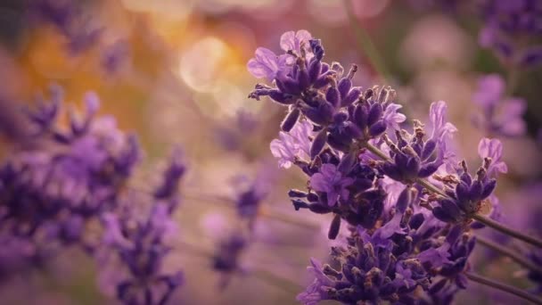 Lavande au coucher du soleil Gros plan — Video