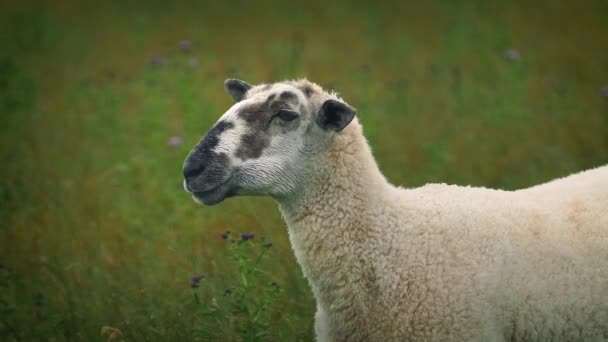 Moutons mâcher herbe regarde caméra — Video