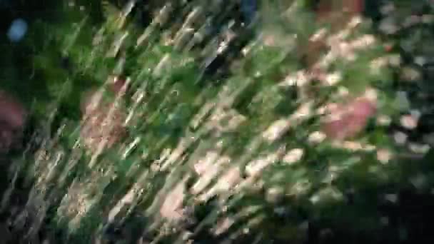 Sprinkler In Garden Closeup — Stock Video