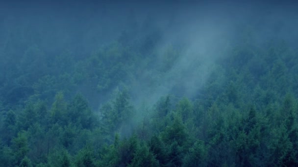 Niebla rodando sobre el bosque por la noche — Vídeo de stock