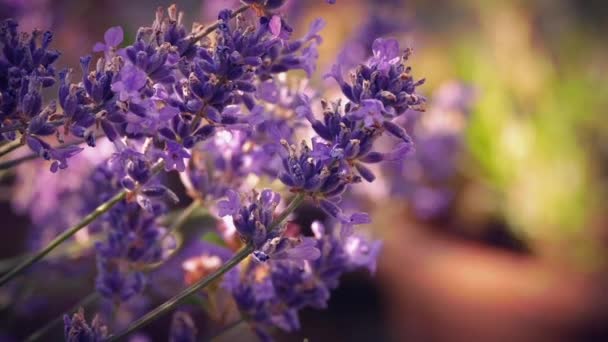 Lavender In Sunny Evening Garden — Stock Video