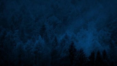 Gece geç saatlerde dumanlı orman