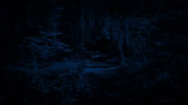 Geceleri orman iz üzerinde yürüme