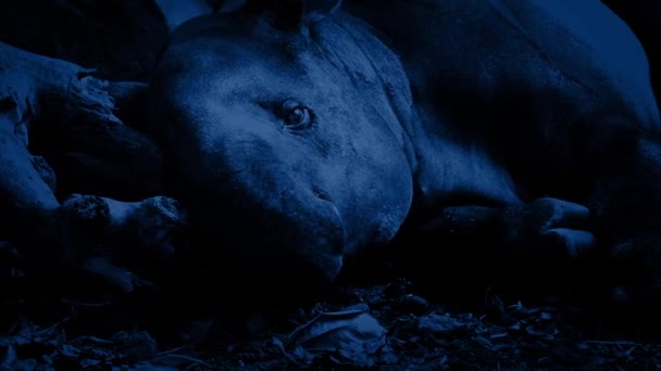 Тапир отдыхает в джунглях ночью — стоковое видео