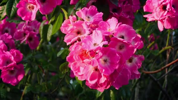 Flores balanceándose en brisa al atardecer — Vídeos de Stock