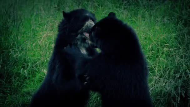 Ursos lutando ao entardecer — Vídeo de Stock