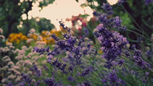 Blomma trädgård på kvällen — Stockvideo