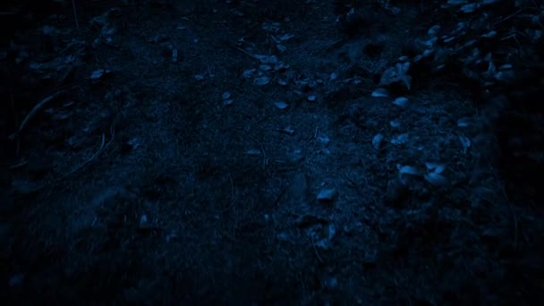 Scivolando lungo il sentiero forestale di notte — Video Stock