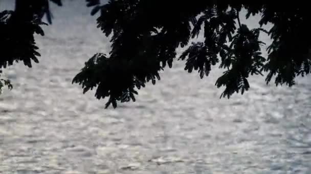 Ramas de árboles silueta junto al lago — Vídeo de stock