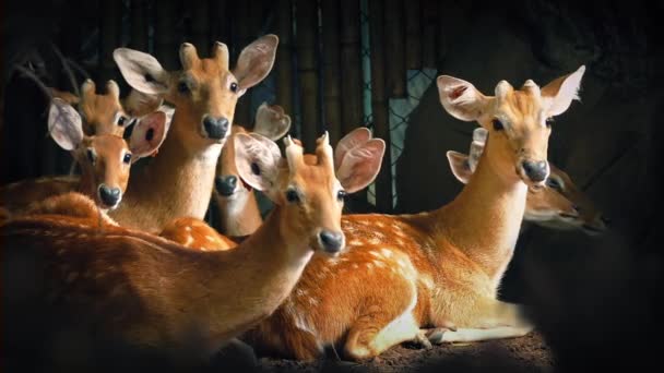 Grupo de ciervos mira hacia arriba — Vídeo de stock