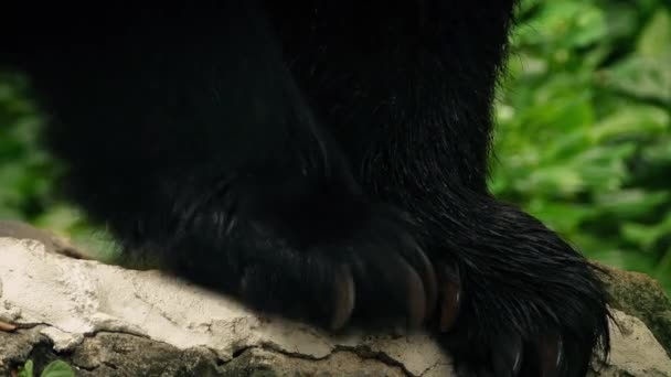 Urso garras se movendo em torno de close-up — Vídeo de Stock