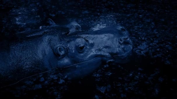 Hippo dompelt In lagune bij nacht — Stockvideo