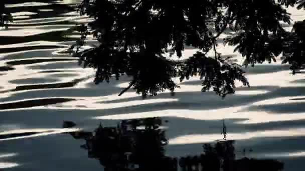 Plantes reflétées dans le lac Rippling — Video