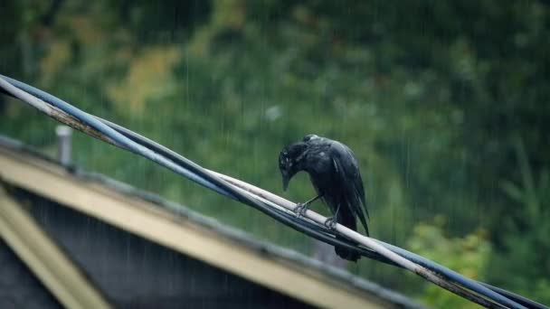 Uccello sul filo in forte tempesta di pioggia — Video Stock