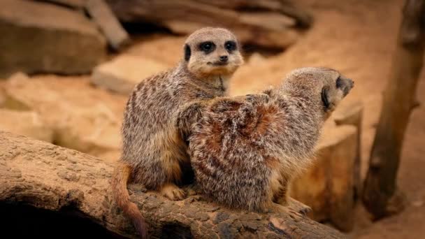 Meerkats Huddle sentado en el registro — Vídeo de stock