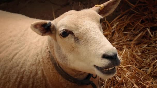 Sheep Chewing Hay In Barn Closeup — Stock Video