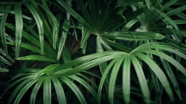 바람에 이국적인 식물 — 비디오